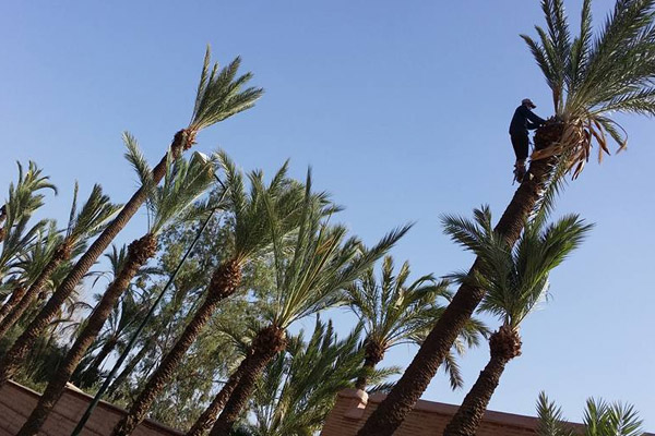 Pruning palm trees in Marrakech, and everywhere in Morocco